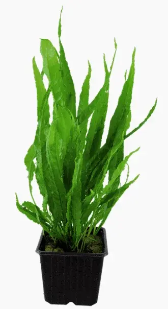 Microsorum Pteropus view 5