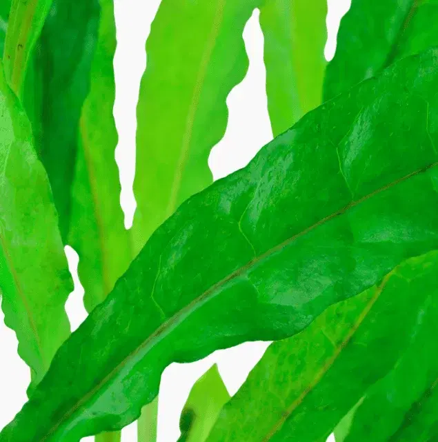 Microsorum Pteropus view 3