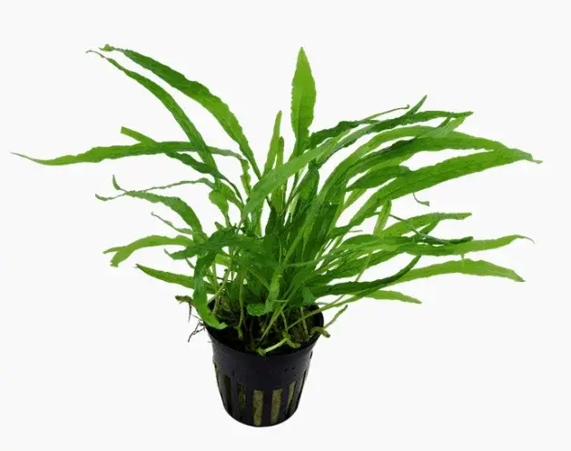 Microsorum Pteropus 'Narrow' view 5