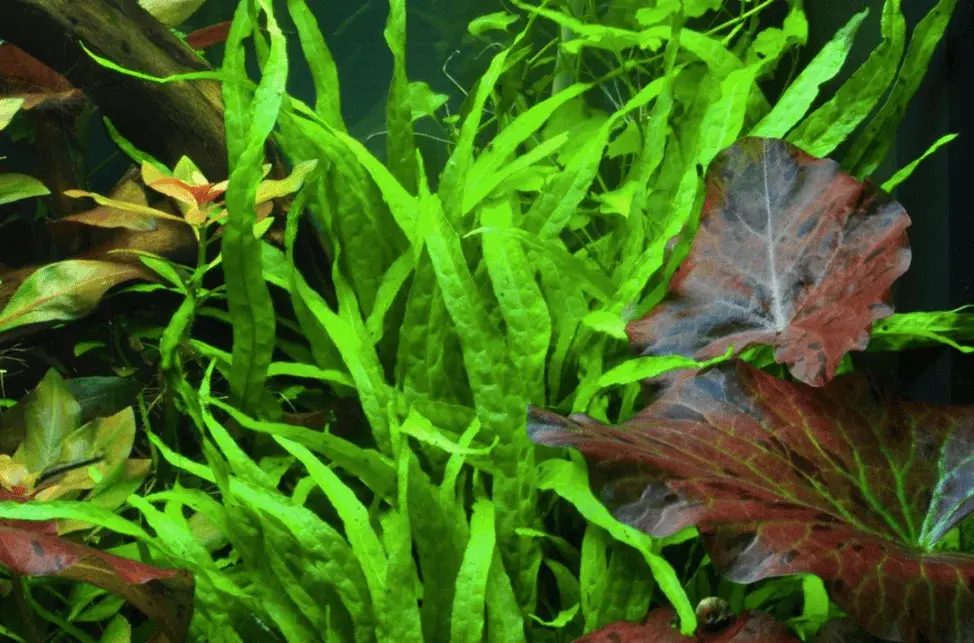 Microsorum Pteropus 'Narrow' view 3