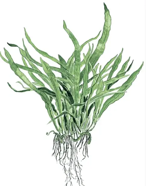 Microsorum Pteropus 'Narrow' view 2