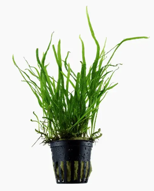 Microsorum Pteropus 'Trident'