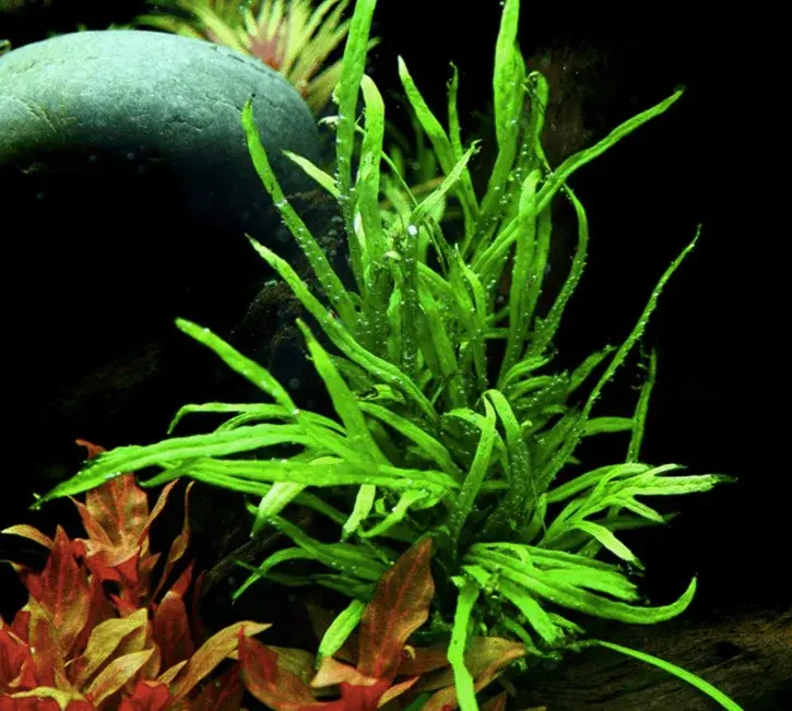 Microsorum Pteropus 'Trident' view 4