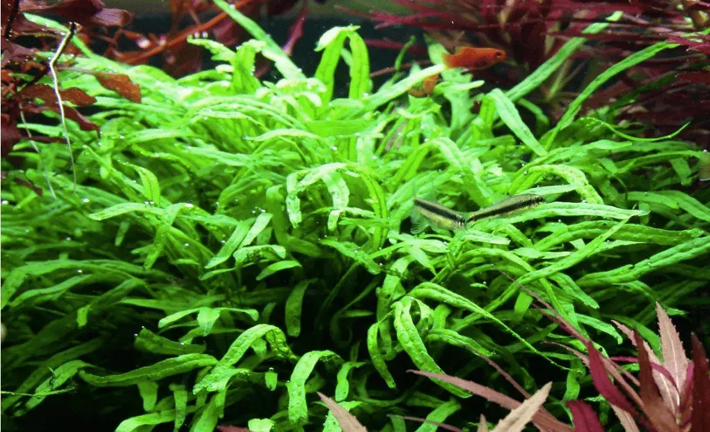 Microsorum Pteropus 'Trident' view 3
