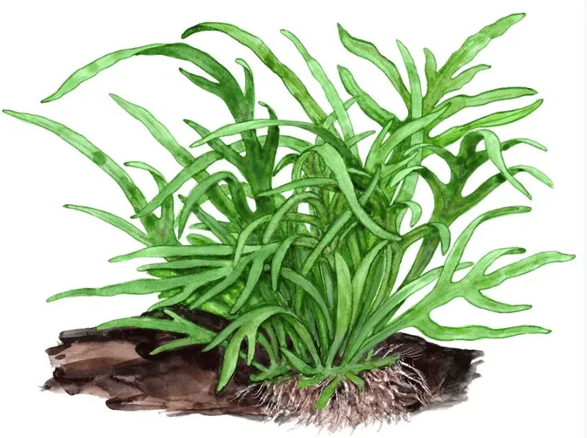 Microsorum Pteropus 'Trident' view 2