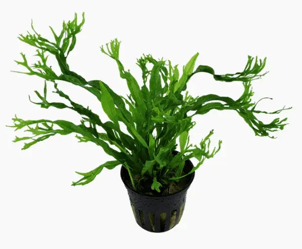 Microsorum Pteropus 'Windeløv' view 4