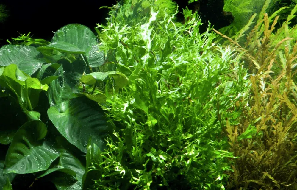 Microsorum Pteropus 'Windeløv' view 3