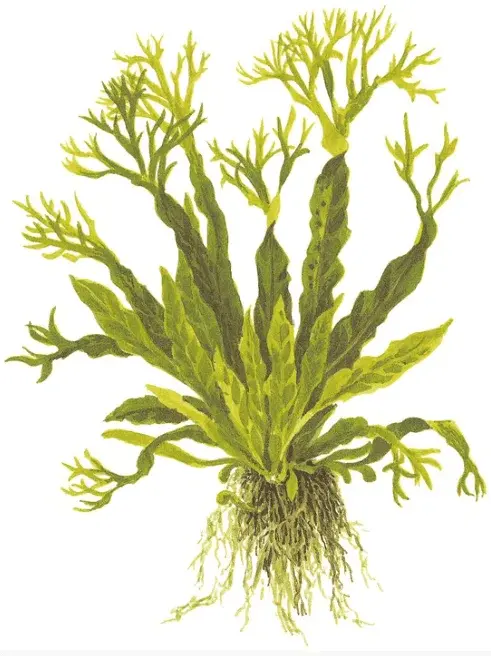 Microsorum Pteropus 'Windeløv' view 2