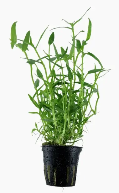 Murdannia Keisak