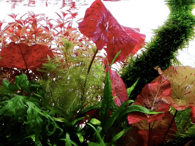 Nymphaea Lotus view 4