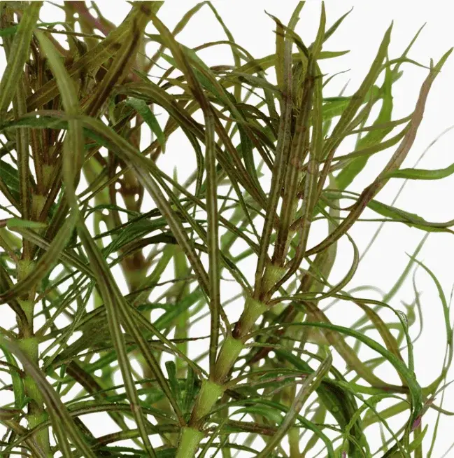 Pogostemon Stellatus view 4