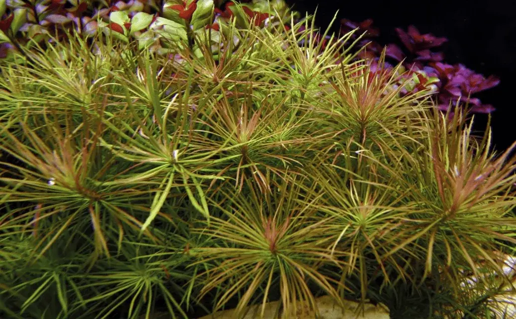 Pogostemon Stellatus view 3