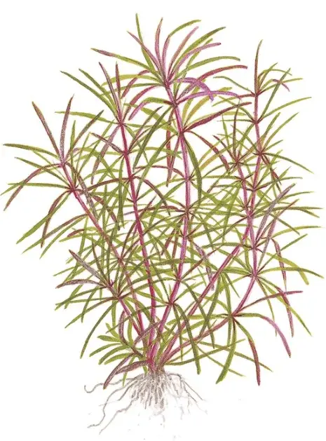 Pogostemon Stellatus view 2