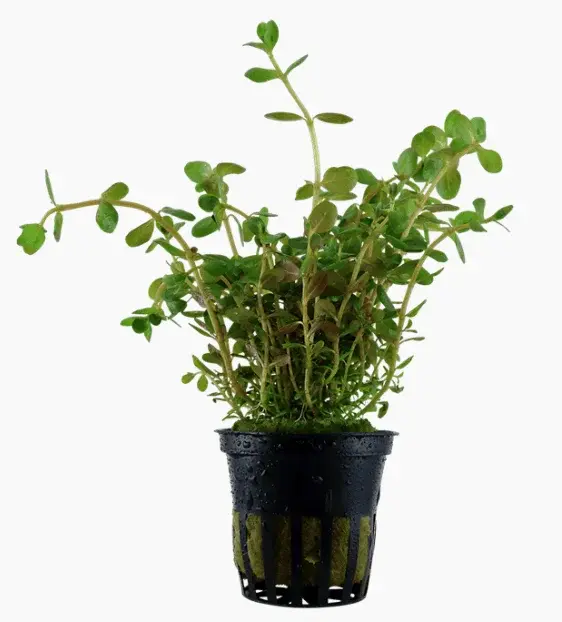 Rotala Rotundifolia