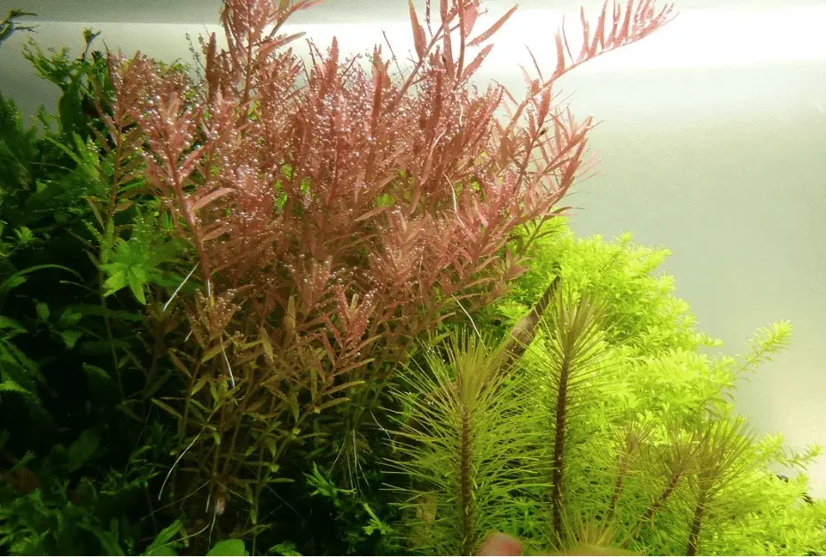 Rotala Rotundifolia view 3