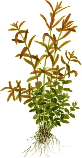 Rotala Rotundifolia view 2