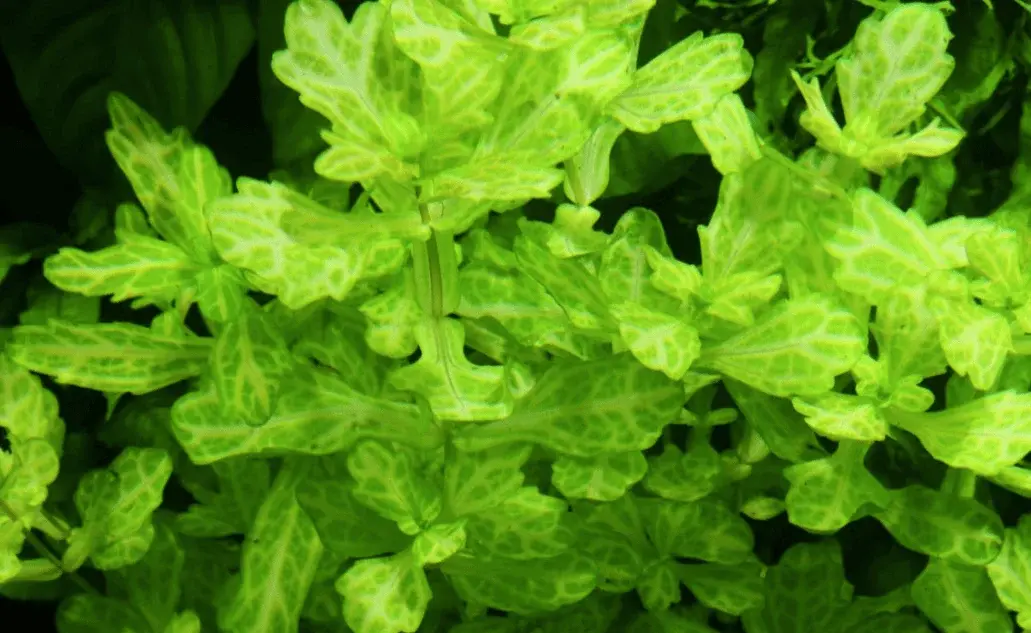 Shinnersia Rivularis 'Weiss-Grün' view 3