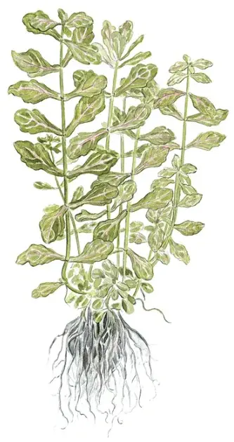 Shinnersia Rivularis 'Weiss-Grün' view 2