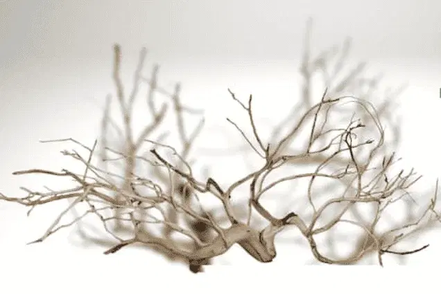 Troncos de Manzanita Branched
