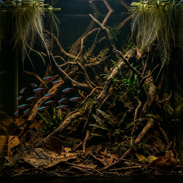 Blackwater Amazonian Aquascape background