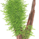 Taxiphyllum sp. 'Spiky Moss'