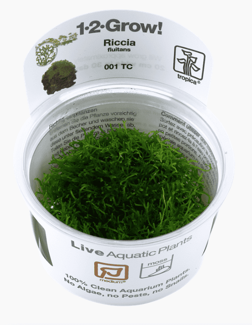 Riccia Fluitans