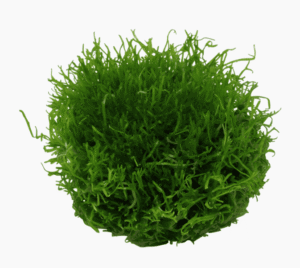 Riccia Fluitans