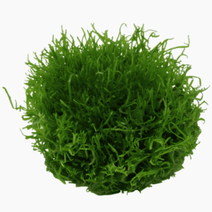 Riccia Fluitans
