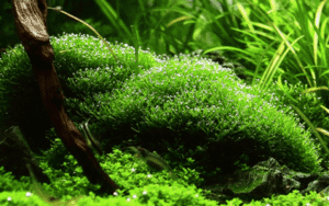 Riccia Fluitans