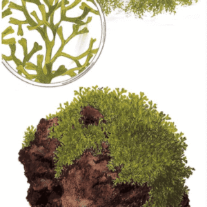 Riccia Fluitans