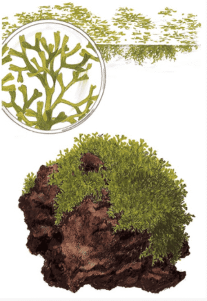 Riccia Fluitans