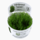 Taxiphyllum Alternans 'Taiwan Moss'