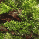 Riccardia Chamedryfolia
