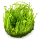 Taxiphyllum sp. ’Flame Moss’