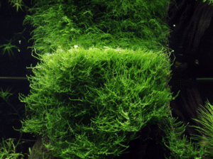 Taxiphyllum Barbieri 'Bogor Moss'