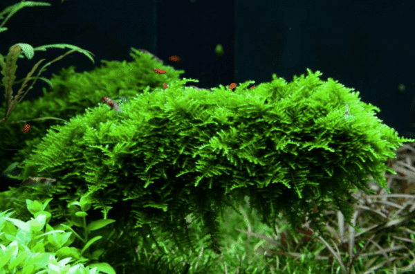 Vesicularia Montagnei 'Christmas Moss'