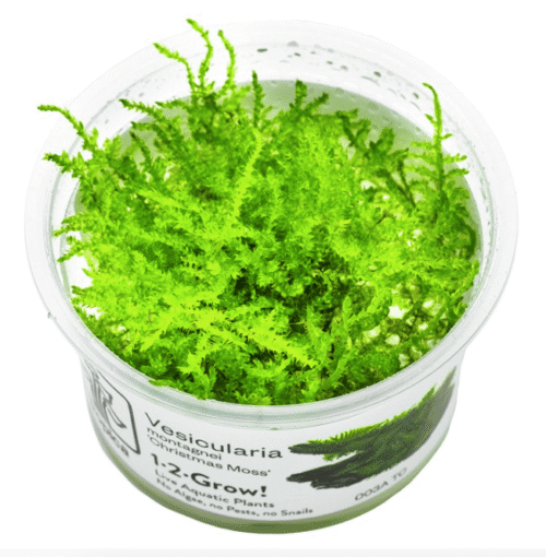 Vesicularia Montagnei 'Christmas Moss'
