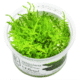 Vesicularia Montagnei 'Christmas Moss'
