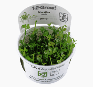 Marsilea Hirsuta