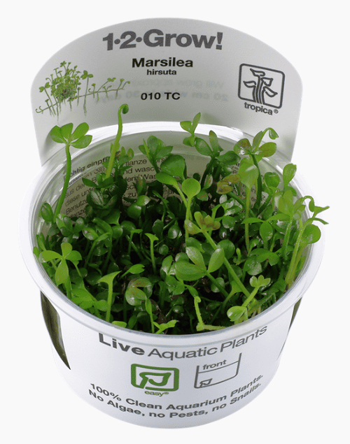Marsilea Hirsuta