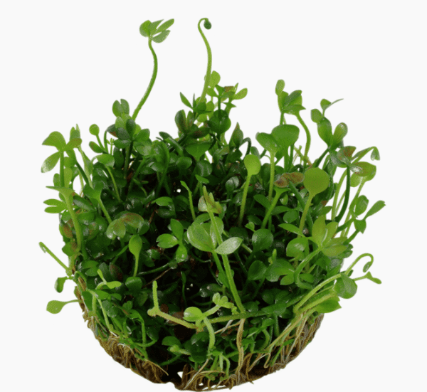 Marsilea Hirsuta