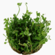 Marsilea Hirsuta