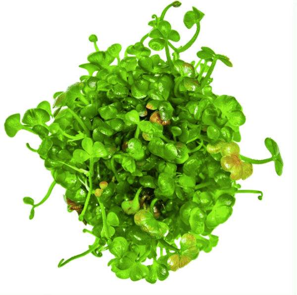 Marsilea Hirsuta