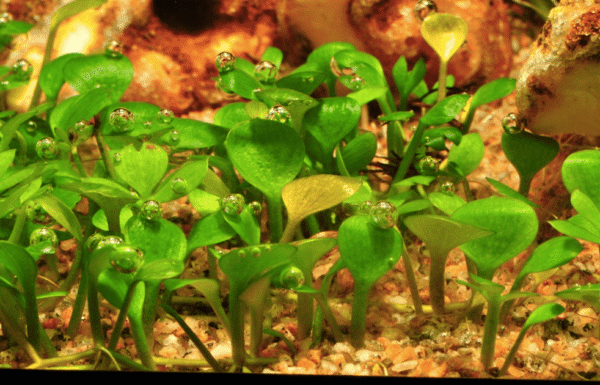 Marsilea Hirsuta