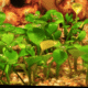 Marsilea Hirsuta