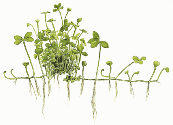 Marsilea Hirsuta