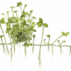 Marsilea Hirsuta