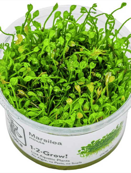 Marsilea Minuta