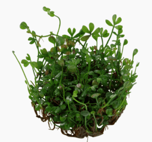 Marsilea Minuta