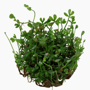Marsilea Minuta